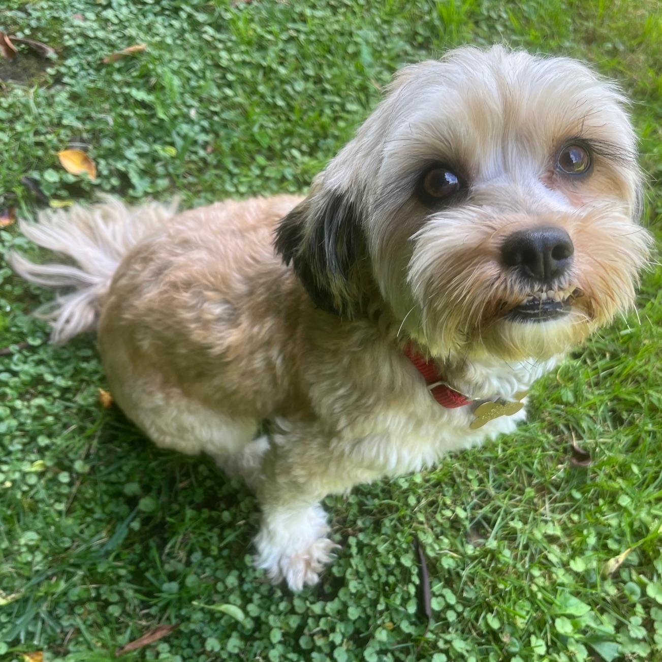 STEFFIE, a Adoptable mixed breed image 3/7