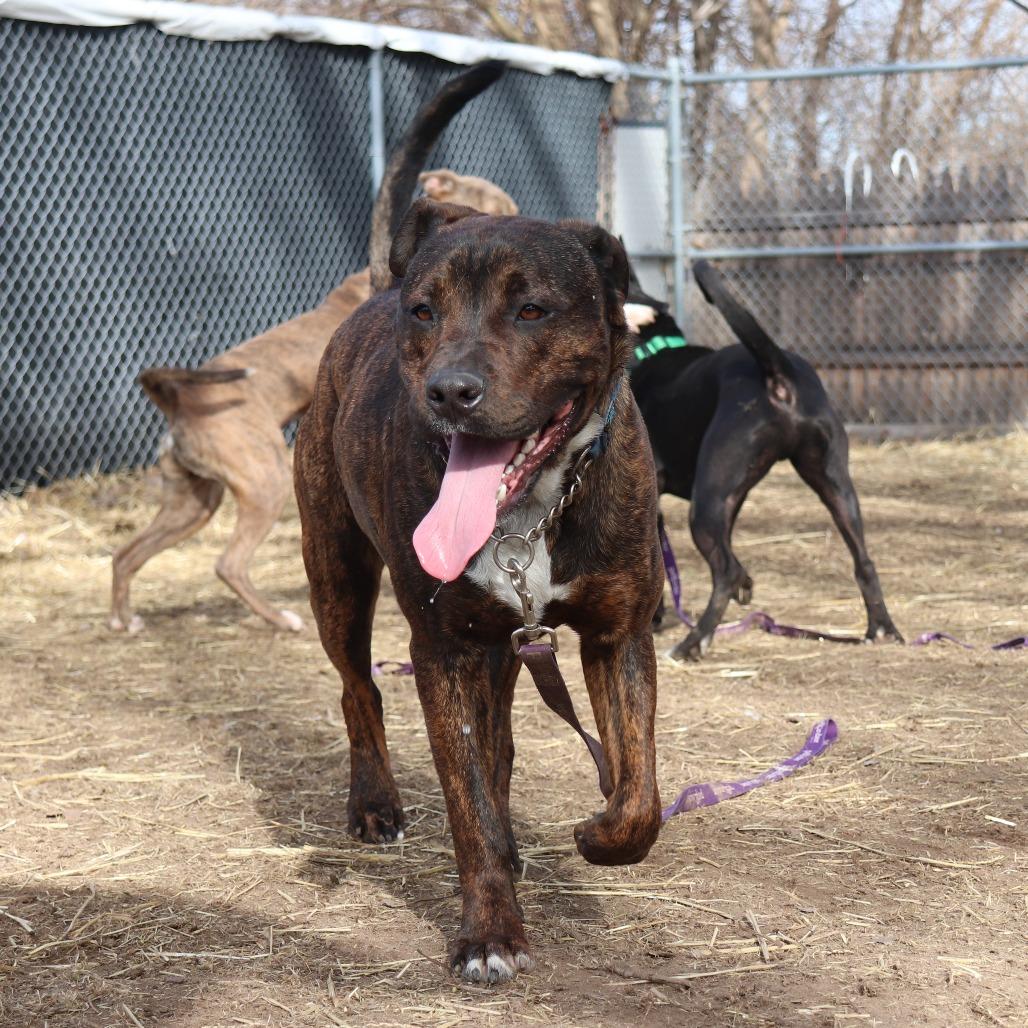 Link, Adoptable, Adult Male Pit Bull Terrier & Mixed Breed.
