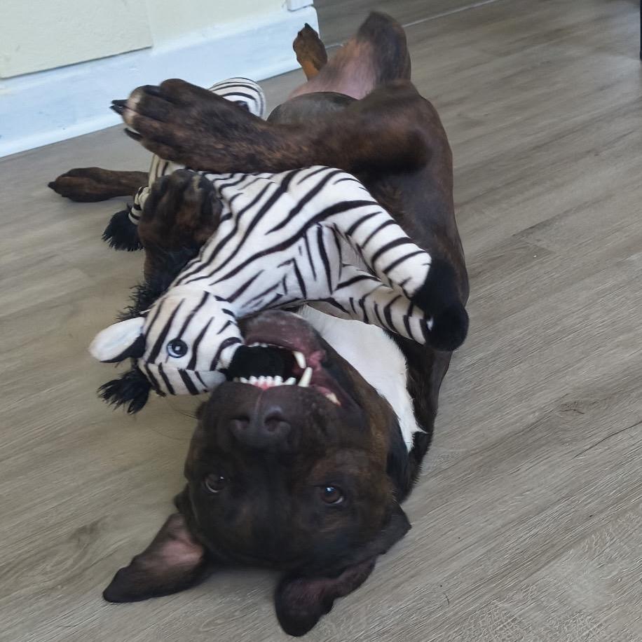 Link, Adoptable, Adult Male Pit Bull Terrier & Mixed Breed.