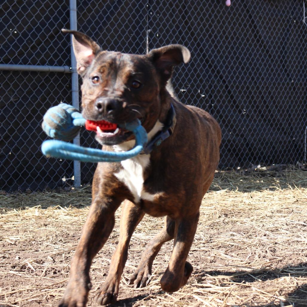 Enlarge Link, a Adoptable mixed breed in Springfield, IL image 2/6
