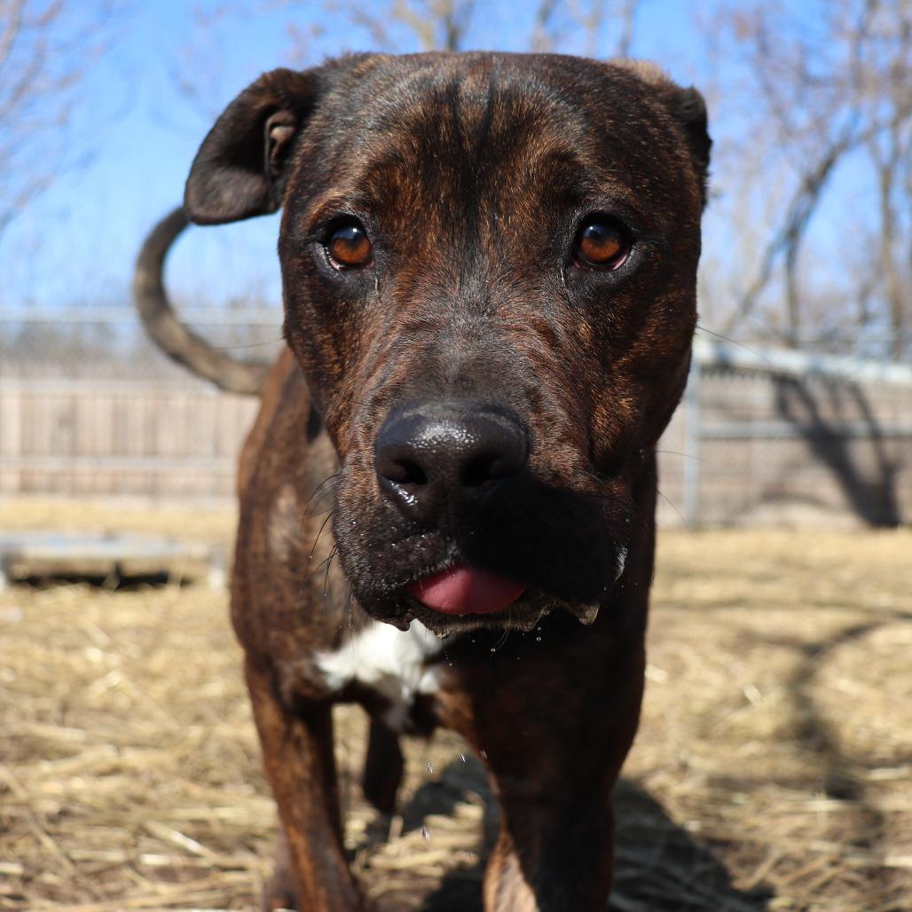 Enlarge Link, a Adoptable mixed breed in Springfield, IL image 3/6