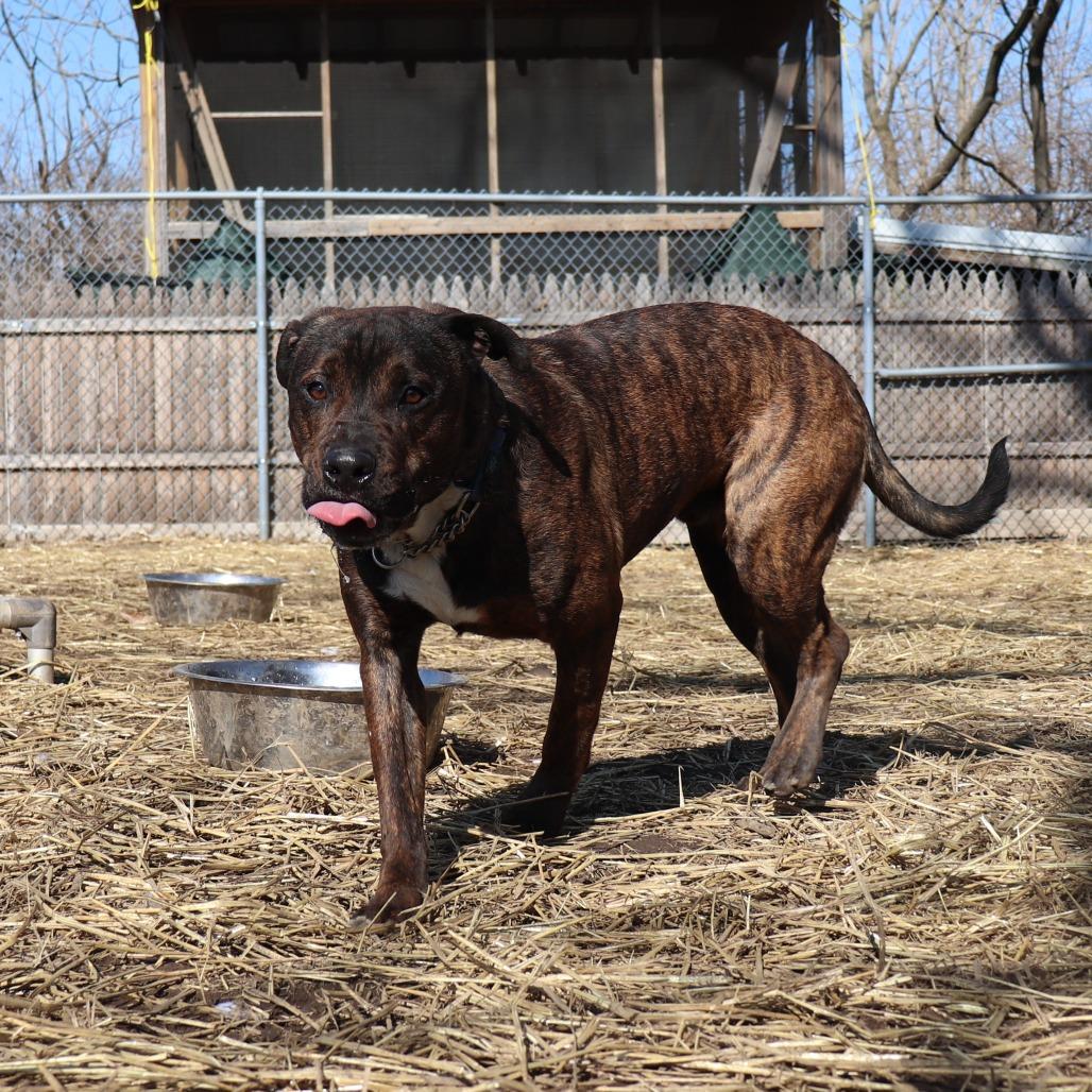 Enlarge Link, a Adoptable mixed breed in Springfield, IL image 4/6