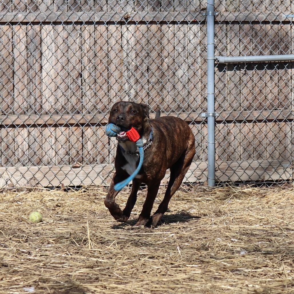 Enlarge Link, a Adoptable mixed breed in Springfield, IL image 5/6