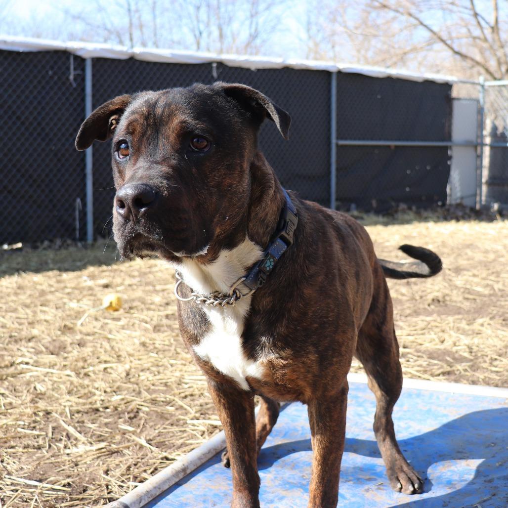 Enlarge Link, a Adoptable mixed breed in Springfield, IL image 6/6