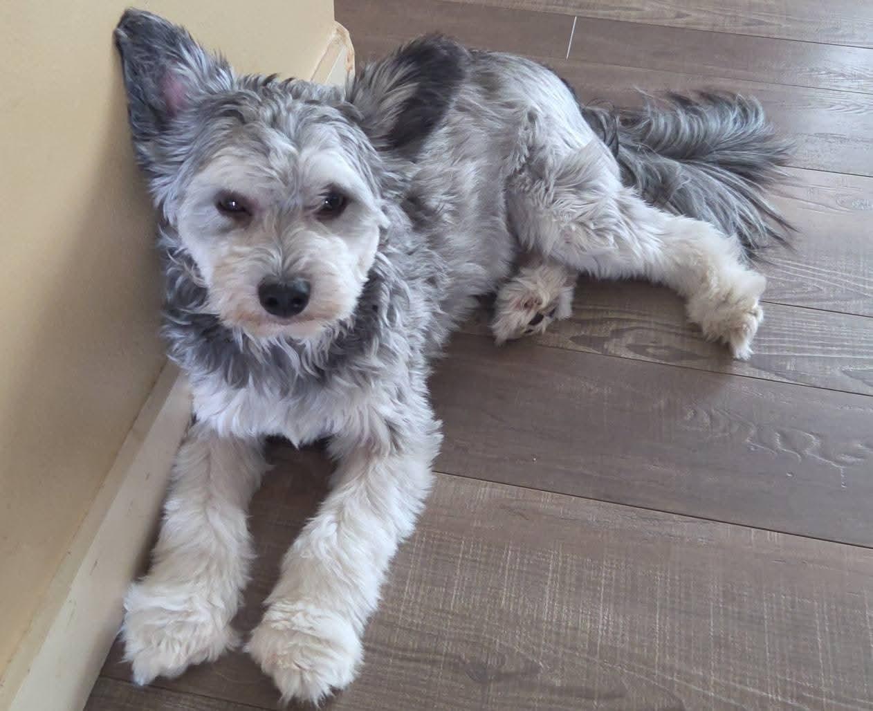 Enlarge Nacho , a Adopted mixed breed in Beaumont, AB image 2/3