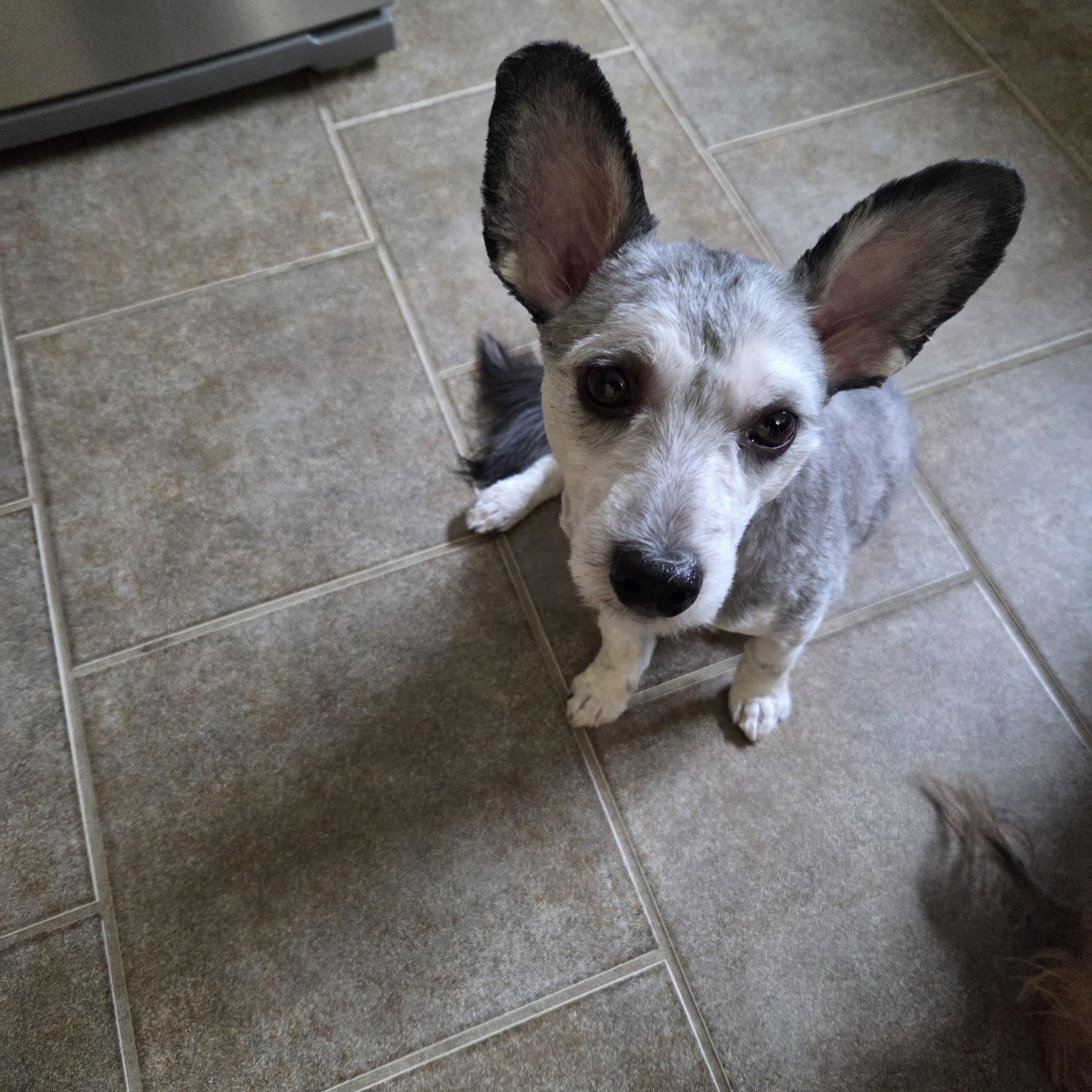 Nacho , a ADOPTABLE mixed breed in Leduc, AB image 2/2