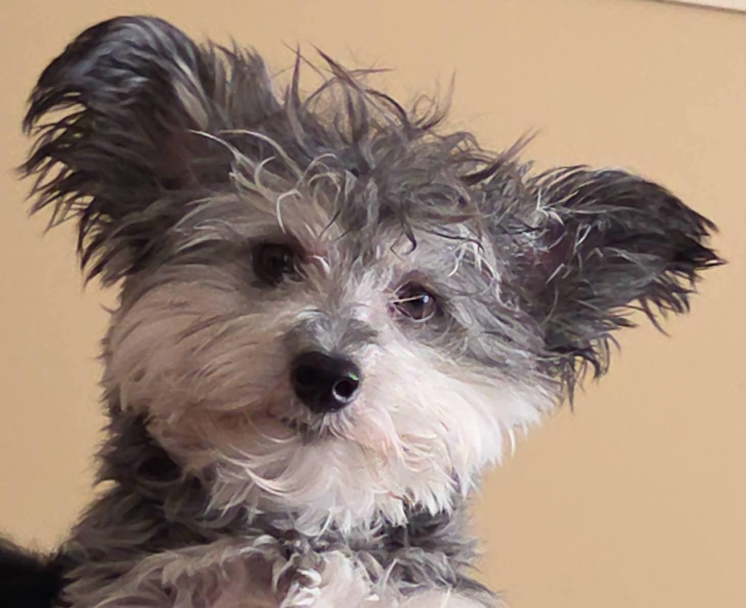 Nacho , ADOPTABLE, Young Male Terrier & Miniature Poodle.