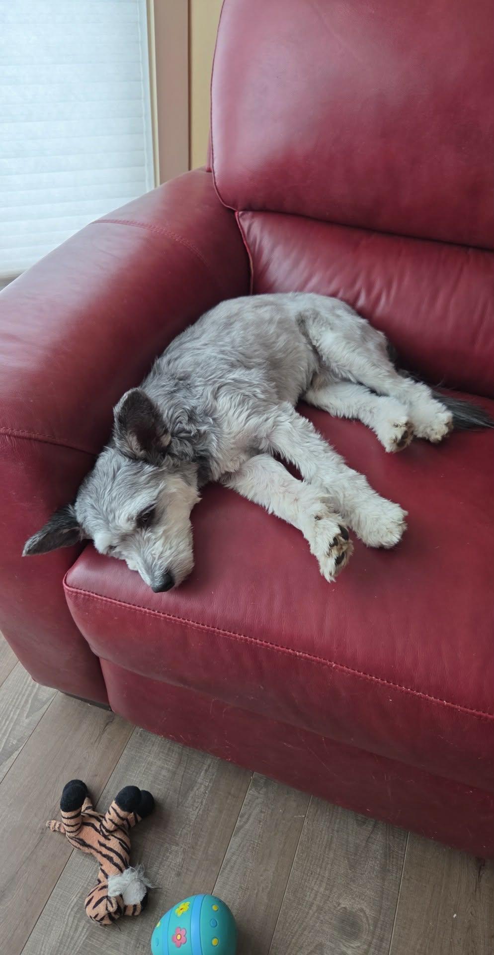 Enlarge Nacho , a Adopted mixed breed in Beaumont, AB image 1/3