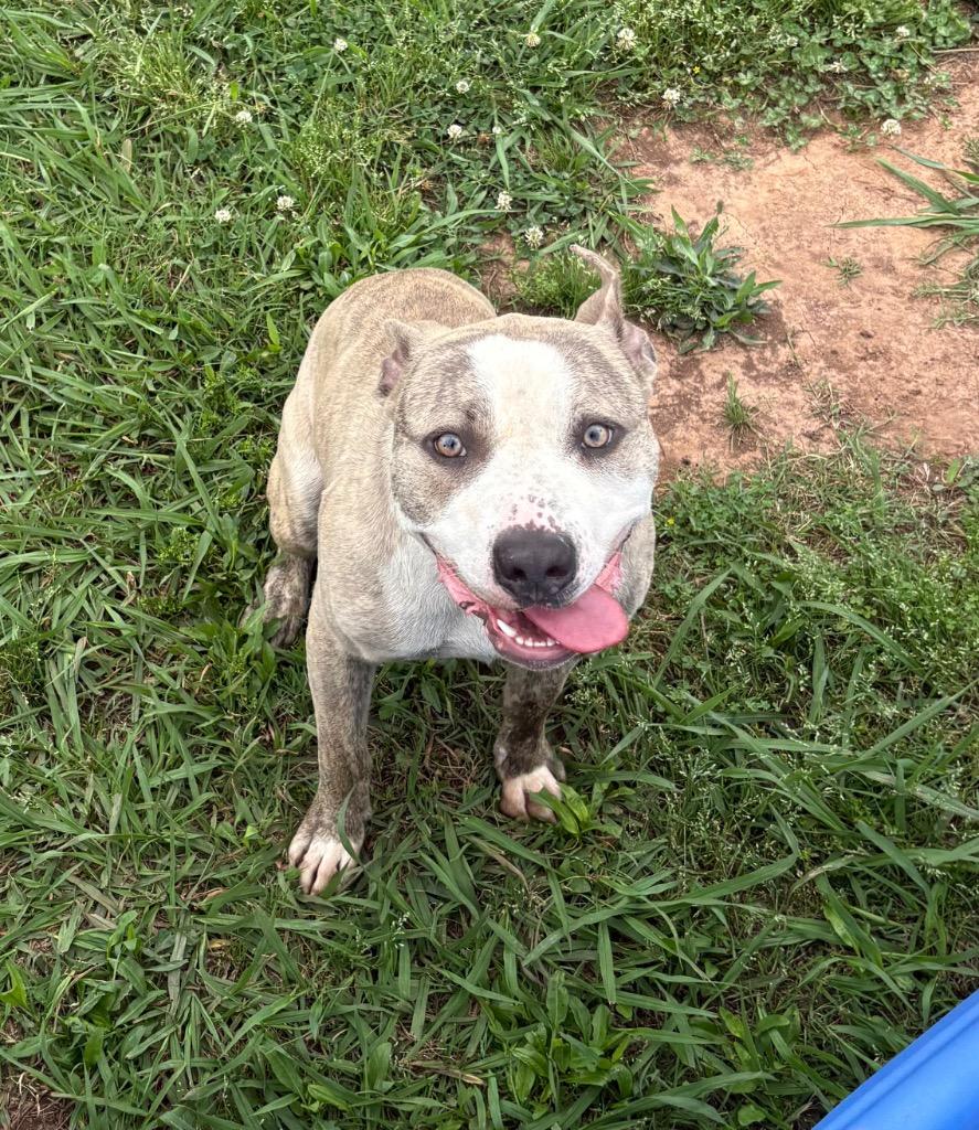 Tobi, Adoptable, Adult Male Mixed Breed.