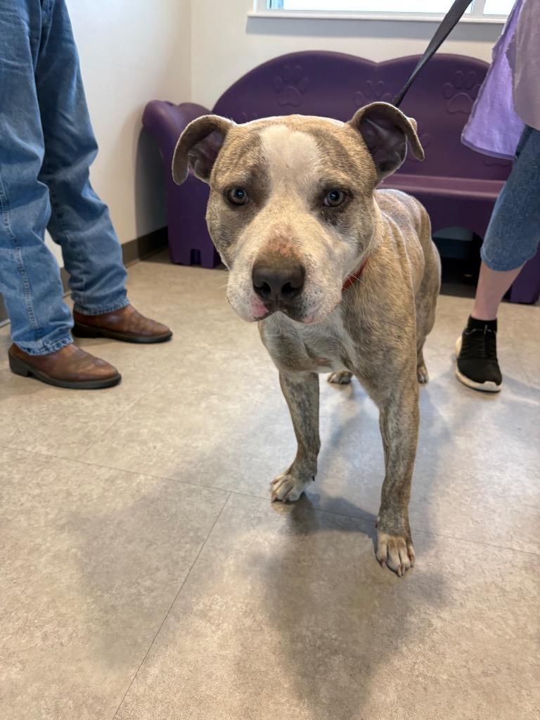 Enlarge Tobi, a Adoptable Mixed Breed in Bossier City, LA image 2/6