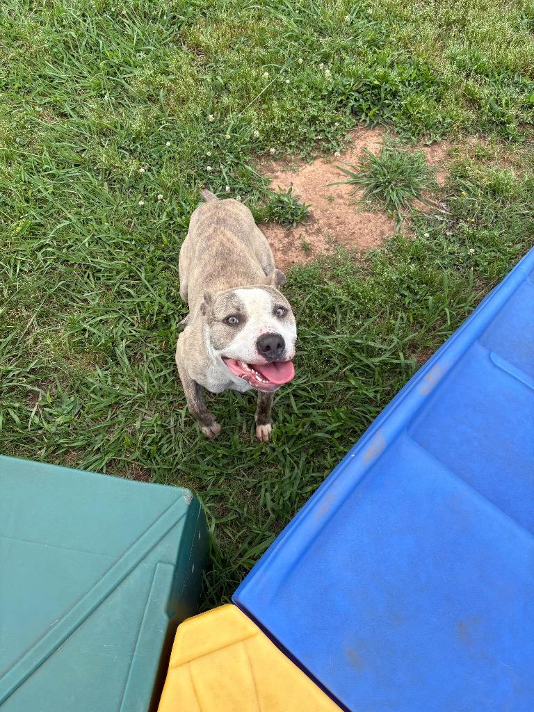 Enlarge Tobi, a Adoptable Mixed Breed in Bossier City, LA image 3/6