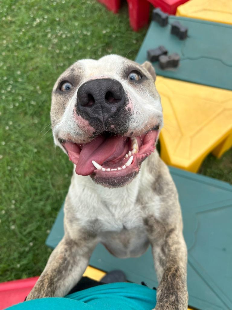 Enlarge Tobi, a Adoptable Mixed Breed in Bossier City, LA image 4/6