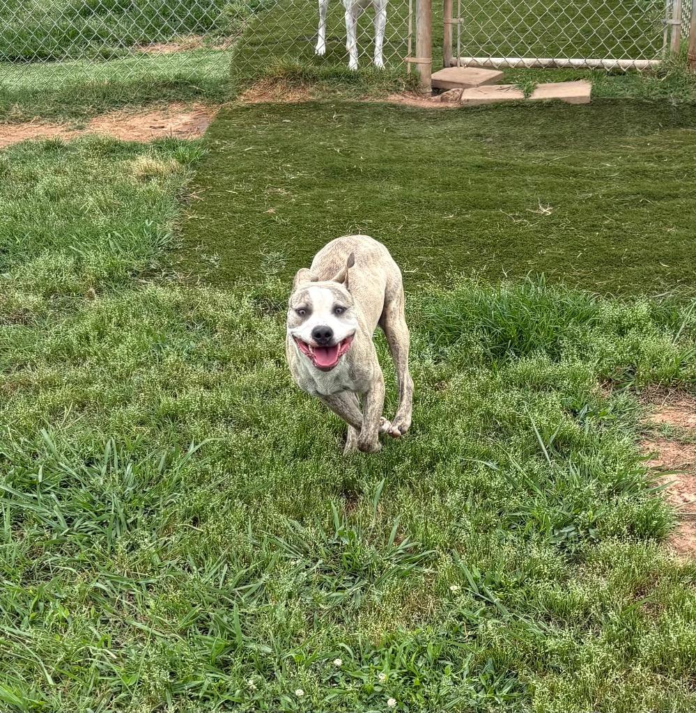 Enlarge Tobi, a Adoptable Mixed Breed in Bossier City, LA image 5/6