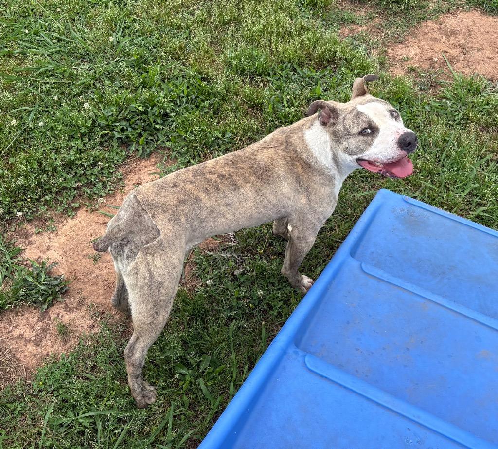 Enlarge Tobi, a Adoptable Mixed Breed in Bossier City, LA image 6/6