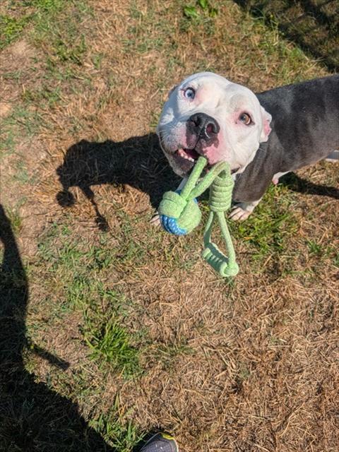 Enlarge BRANDY, a Adoptable Pit Bull Terrier in Upper Marlboro, MD image 1/1