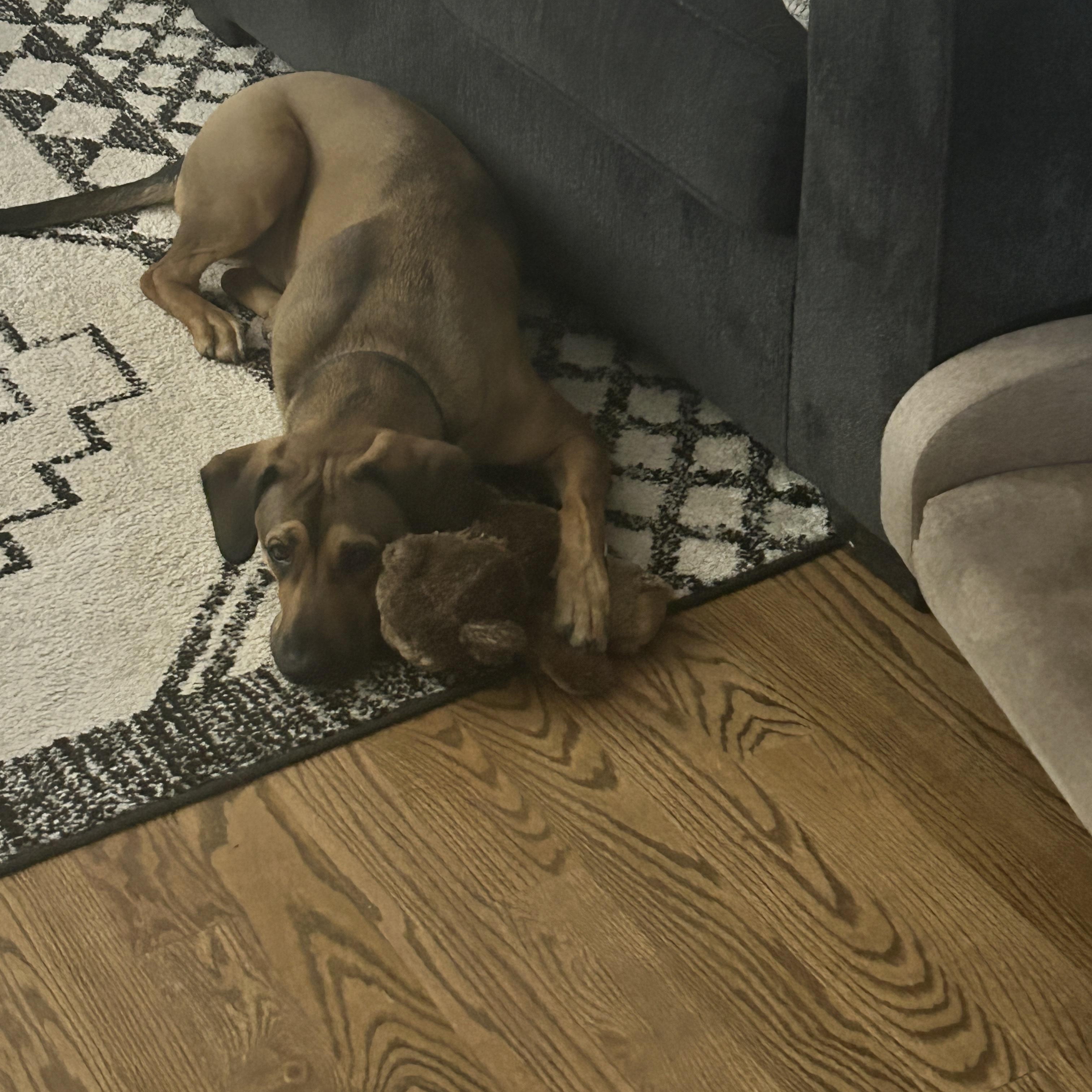 Enlarge Cash, a ADOPTABLE mixed breed in South Plainfield, NJ image 3/5