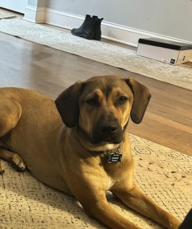 Cash, ADOPTABLE, Young Male Shepherd & Boxer.