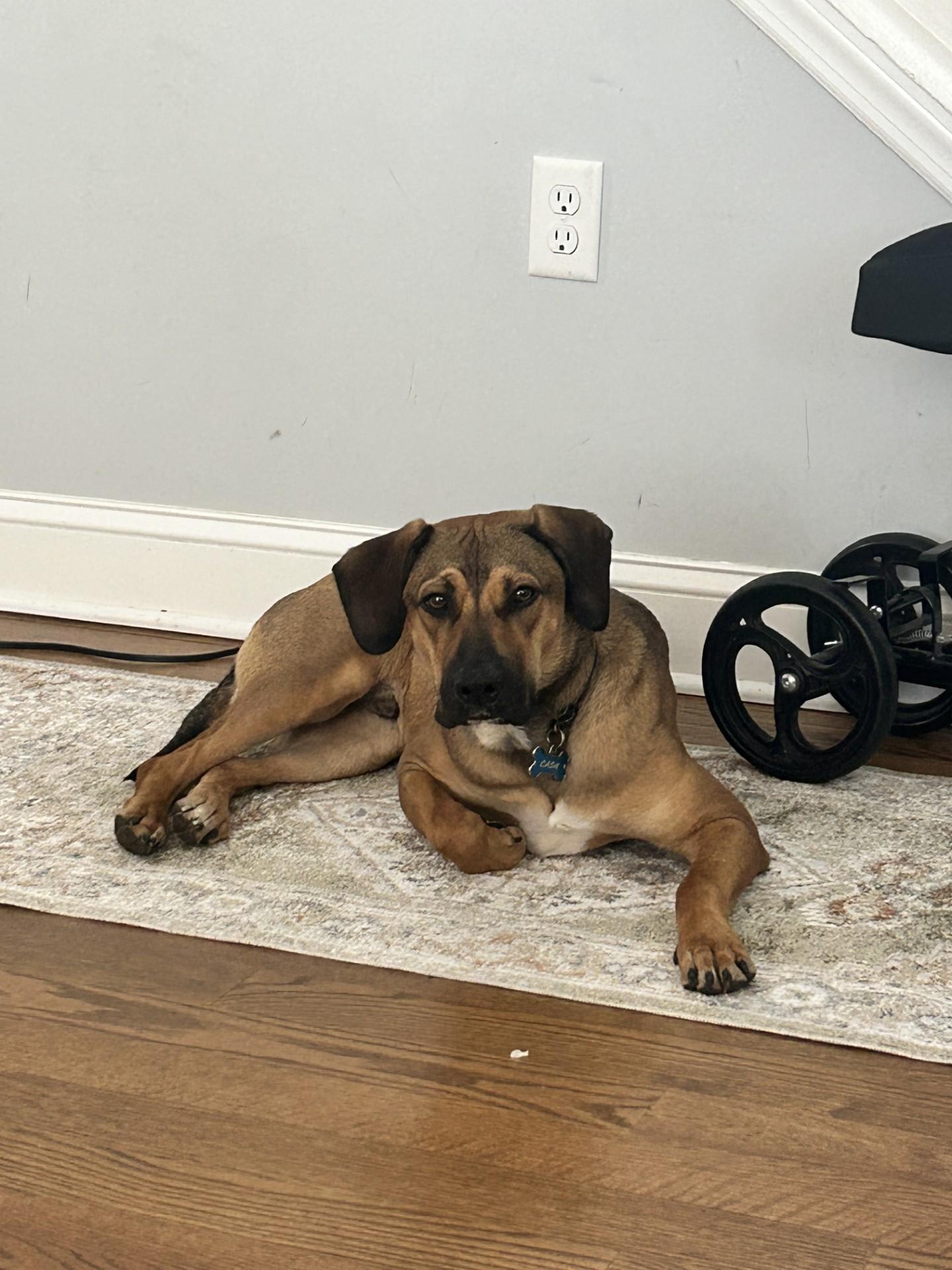 Enlarge Cash, a ADOPTABLE mixed breed in South Plainfield, NJ image 4/5