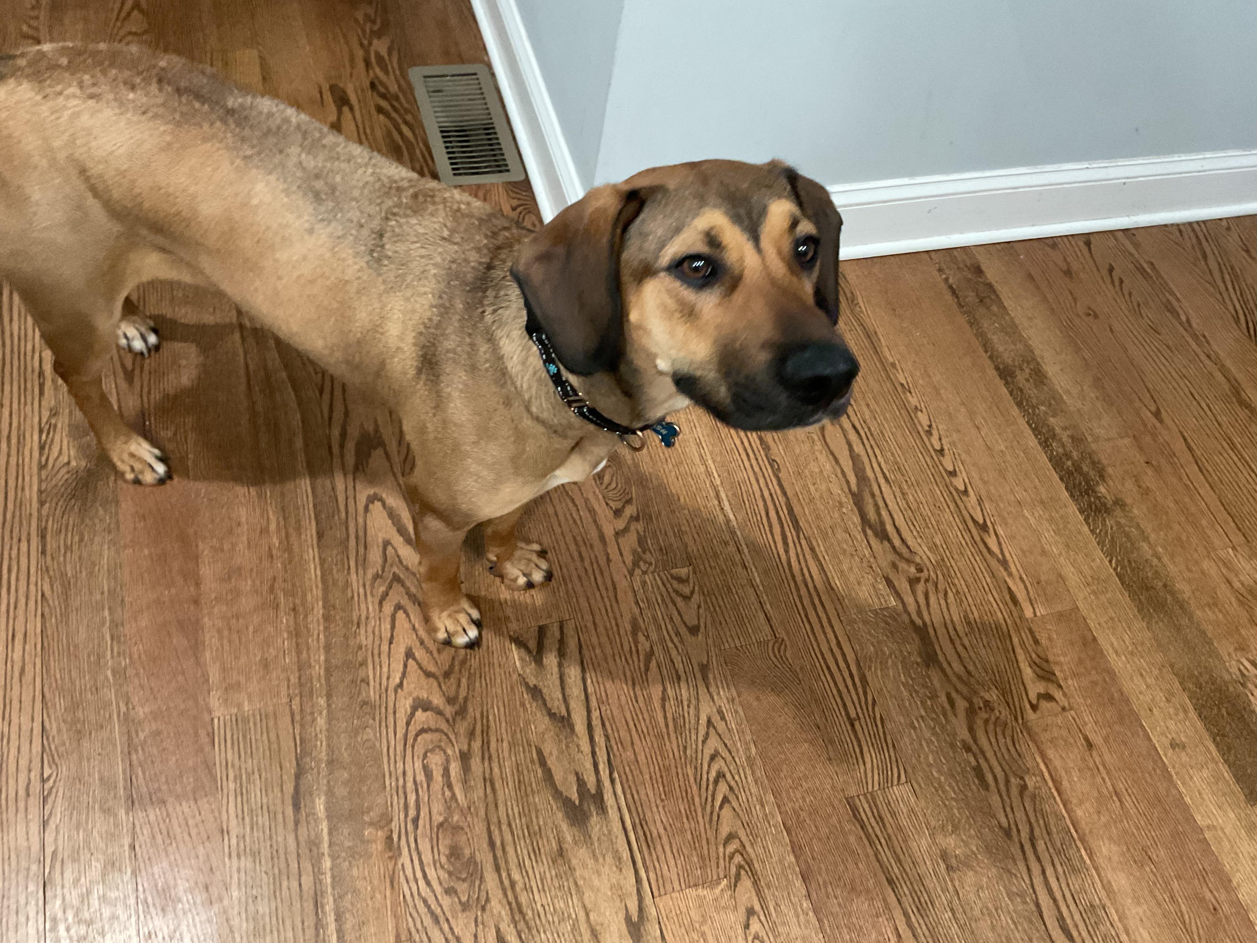 Enlarge Cash, a ADOPTABLE mixed breed in South Plainfield, NJ image 2/5