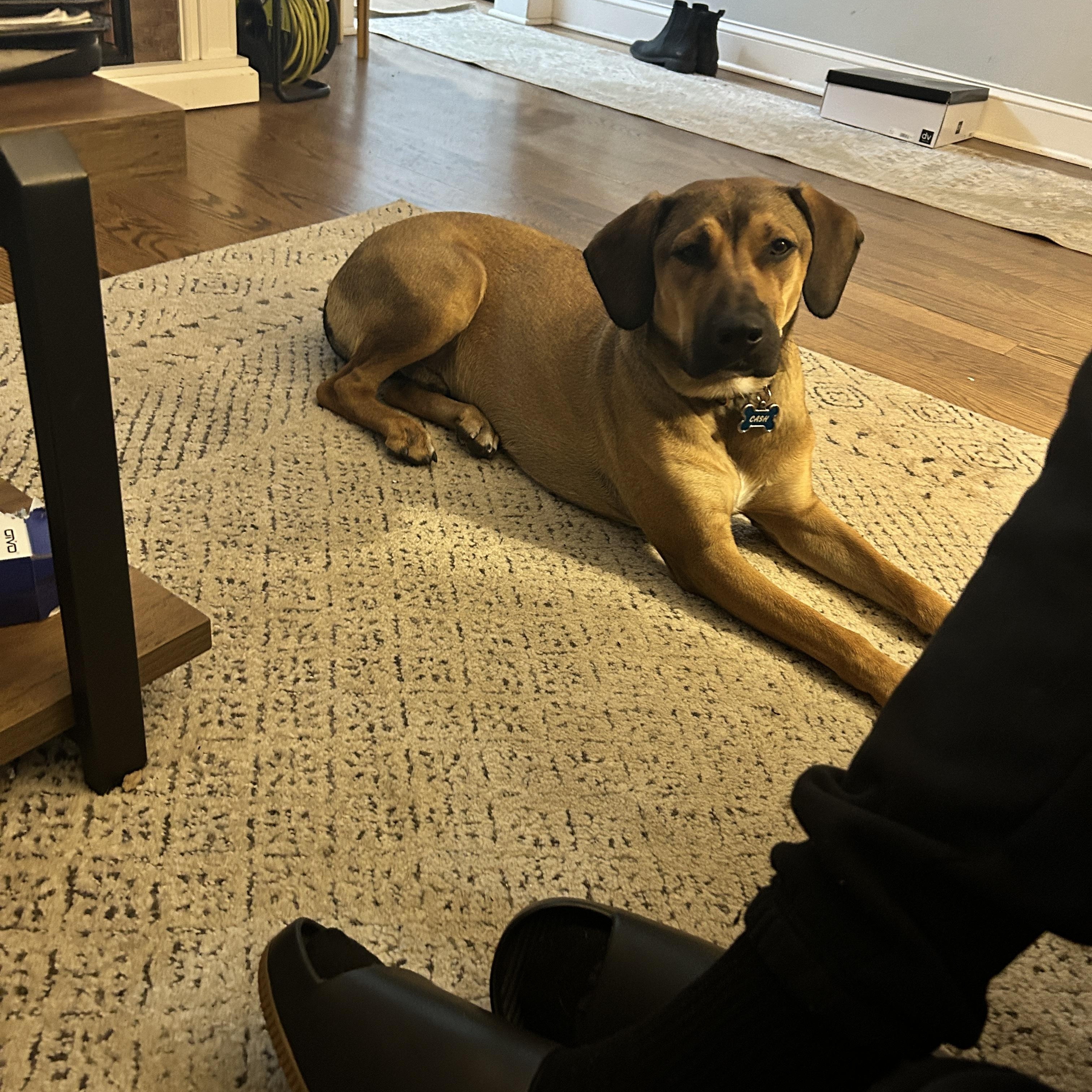 Enlarge Cash, a ADOPTABLE mixed breed in South Plainfield, NJ image 5/5