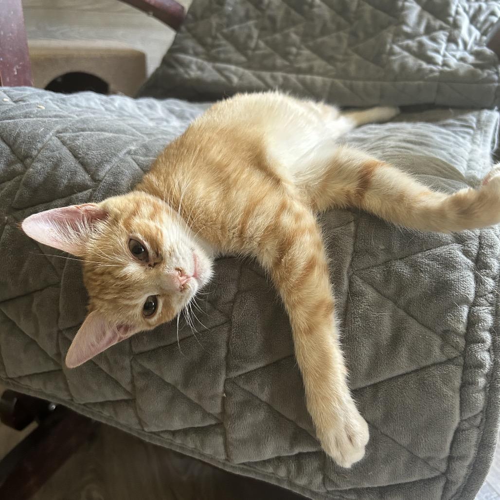 Enlarge Hawkins, a Adoptable American Shorthair in Huntsville, AL image 1/4