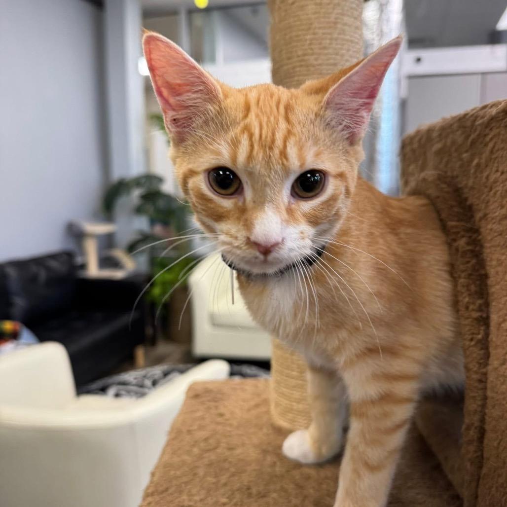 Enlarge Hawkins, a Adoptable American Shorthair in Huntsville, AL image 2/4