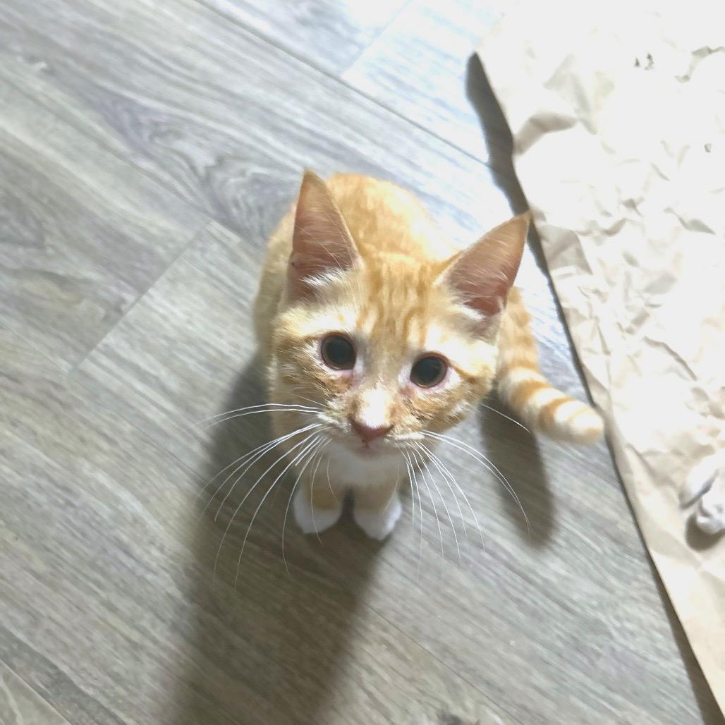 Enlarge Hawkins, a Adoptable American Shorthair in Huntsville, AL image 3/4