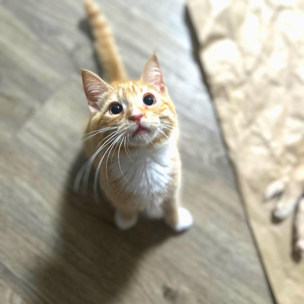 Enlarge Hawkins, a Adoptable American Shorthair in Huntsville, AL image 4/4