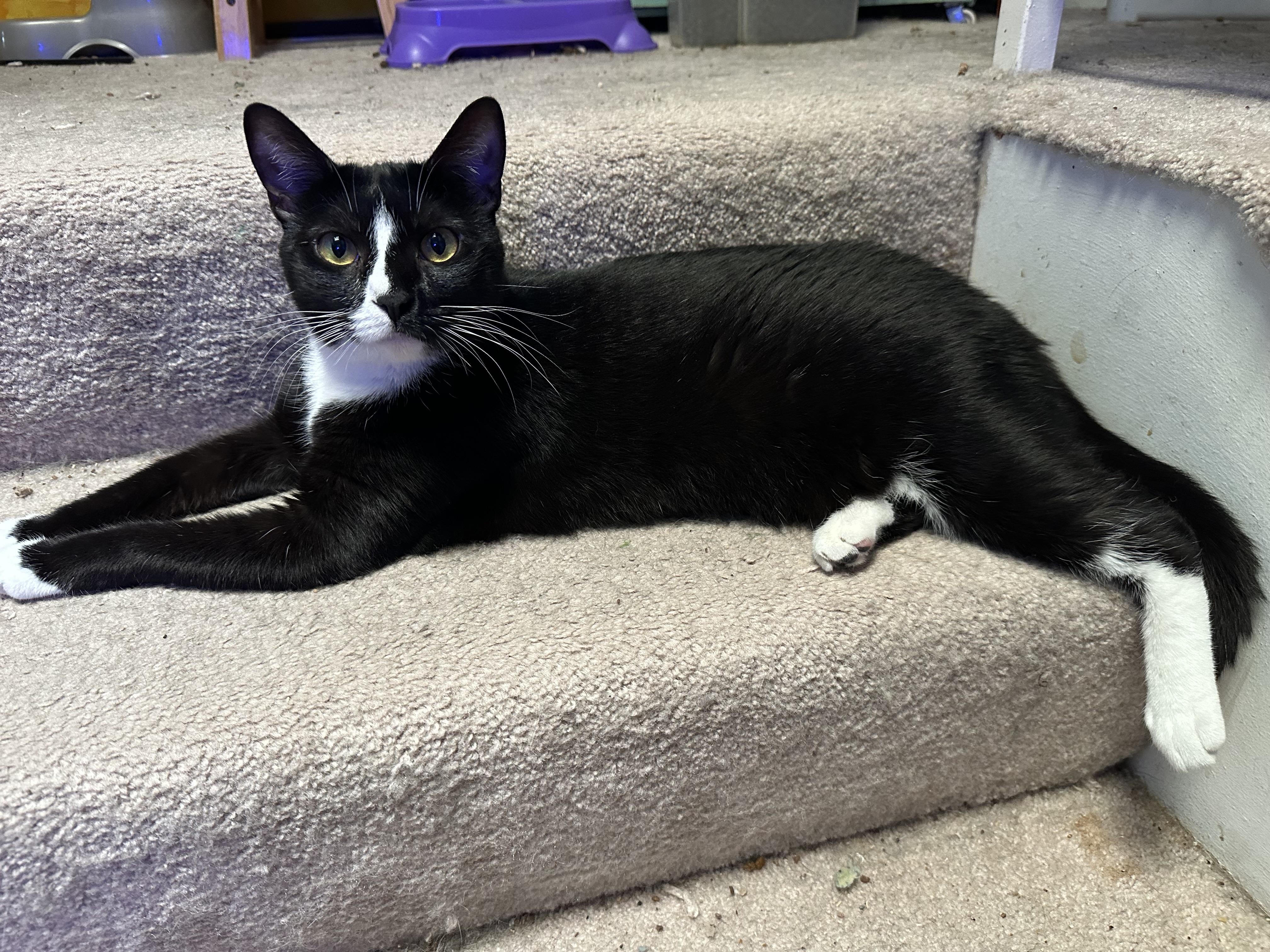 Sadie, a Adoptable Domestic Short Hair in Sherman Oaks, CA image 2/5