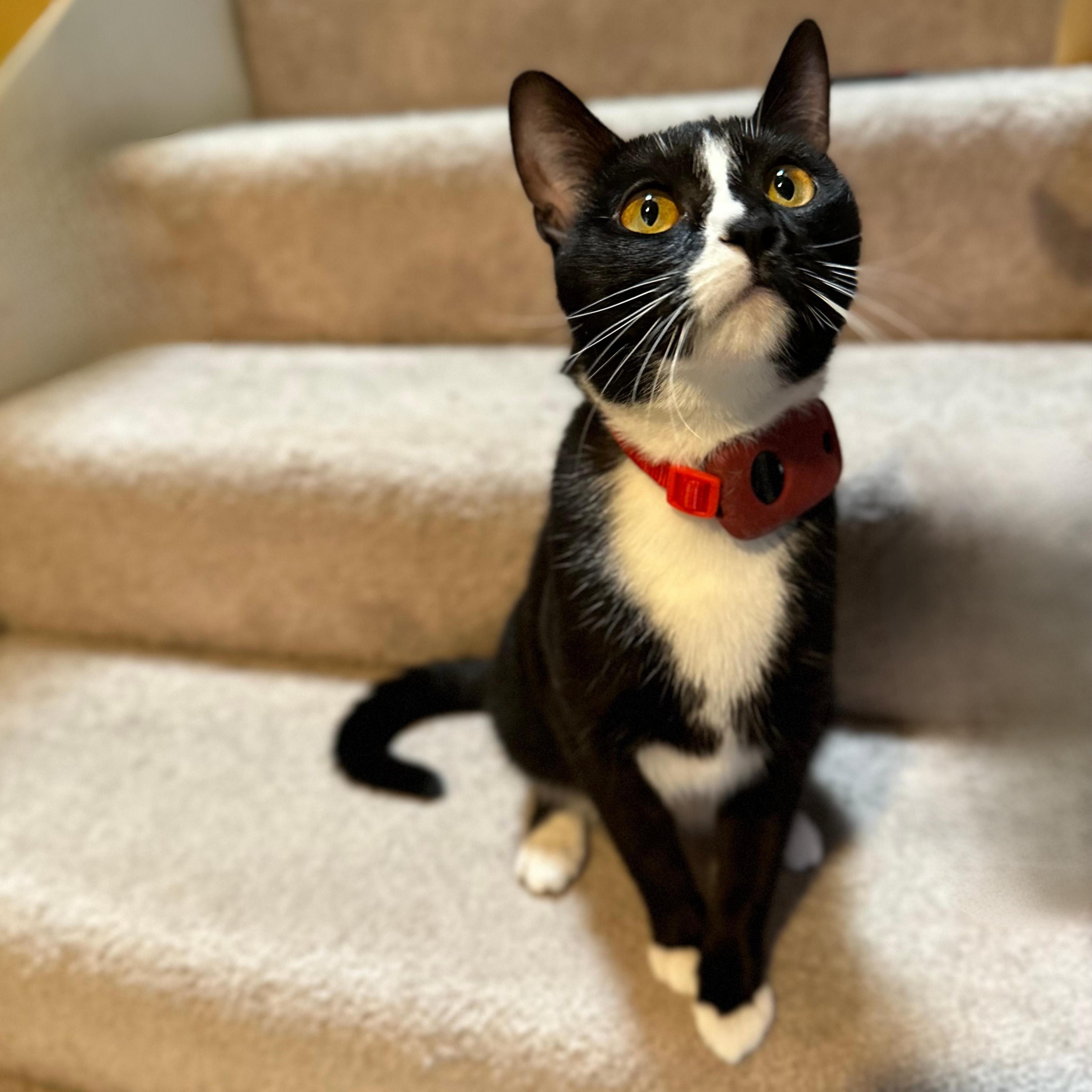 Sadie, Adoptable, Adult Female Domestic Short Hair.