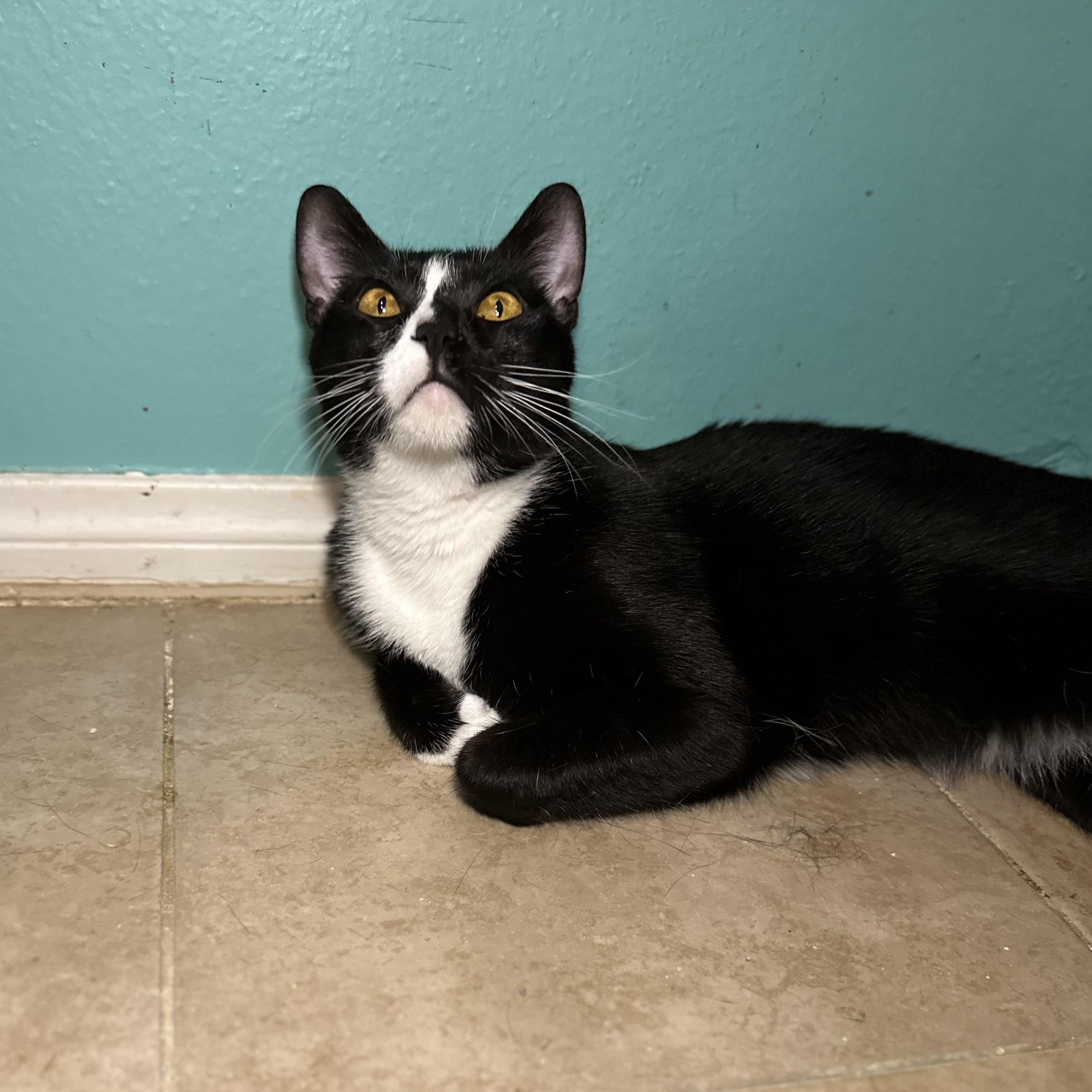 Sadie, a Adoptable Domestic Short Hair in Sherman Oaks, CA image 4/5