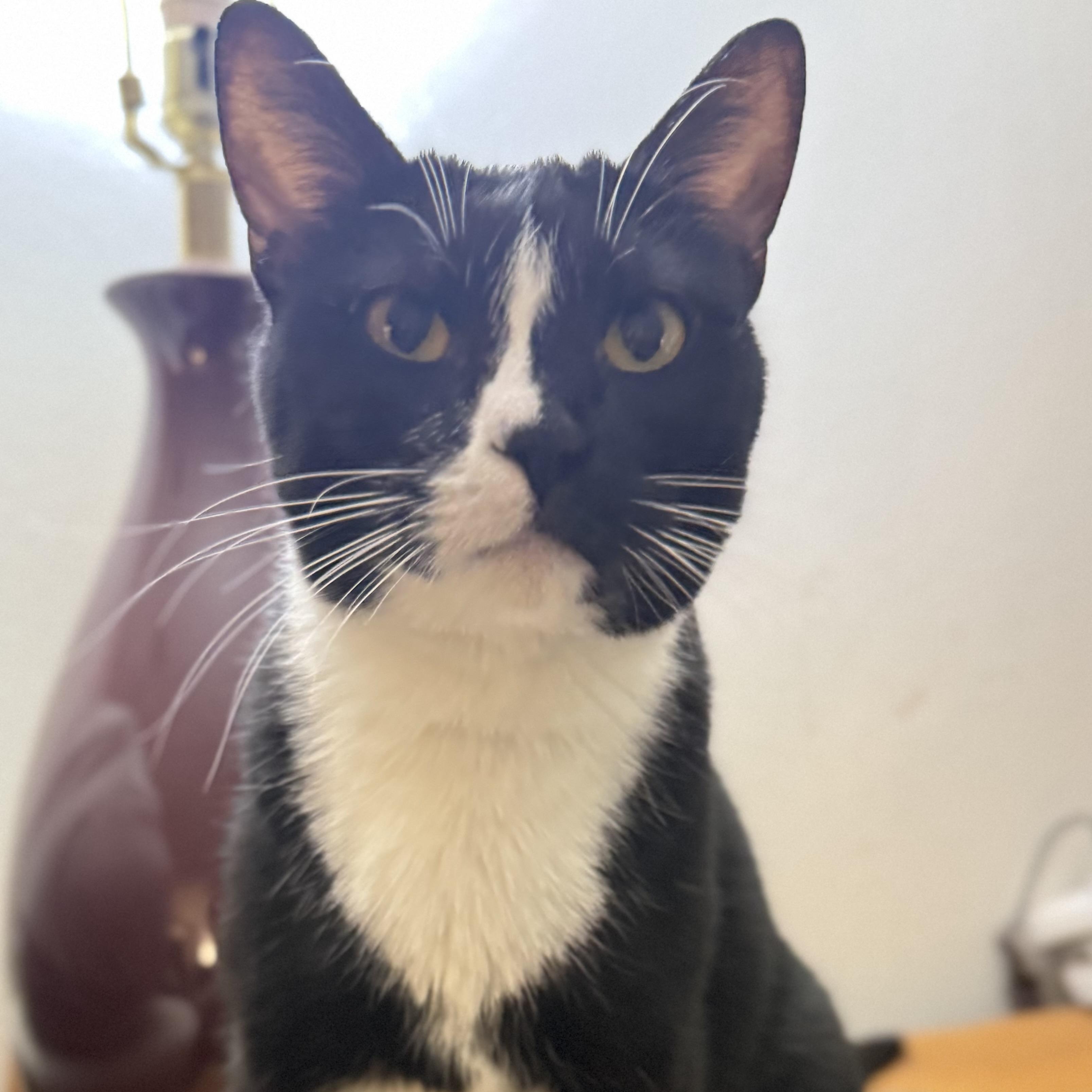 Sadie, a Adoptable Domestic Short Hair in Sherman Oaks, CA image 5/5