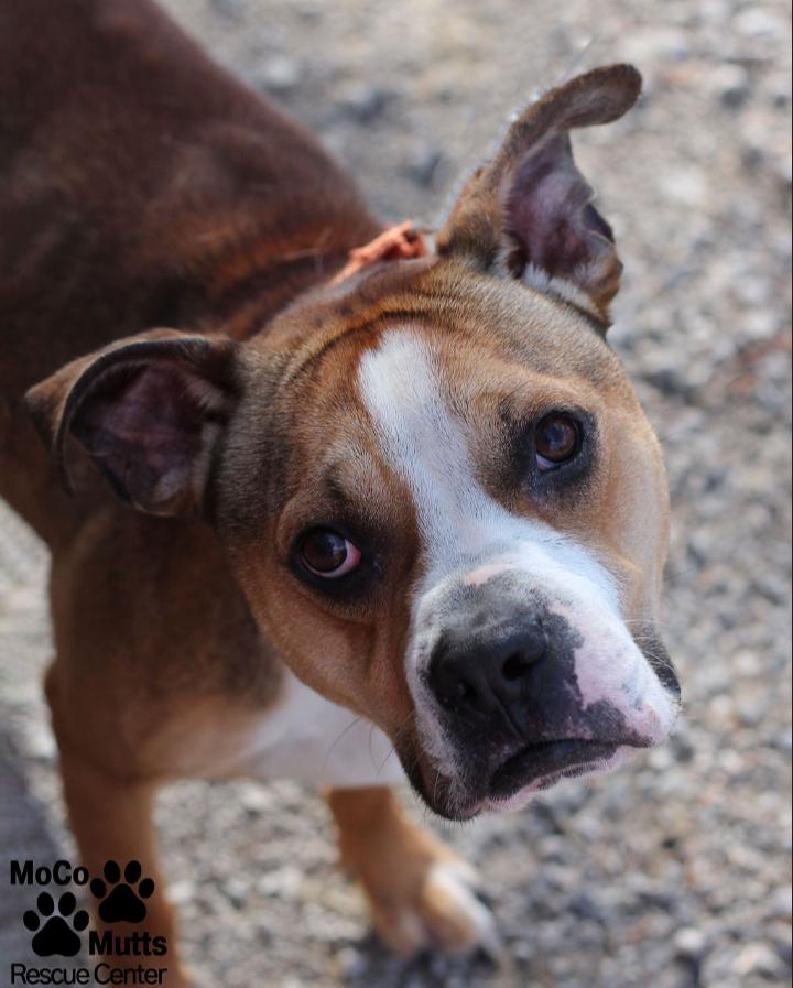 Enlarge Whispy, a ADOPTABLE mixed breed in Sunbright, TN image 1/2