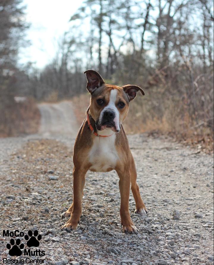 Enlarge Whispy, a ADOPTABLE mixed breed in Sunbright, TN image 2/2