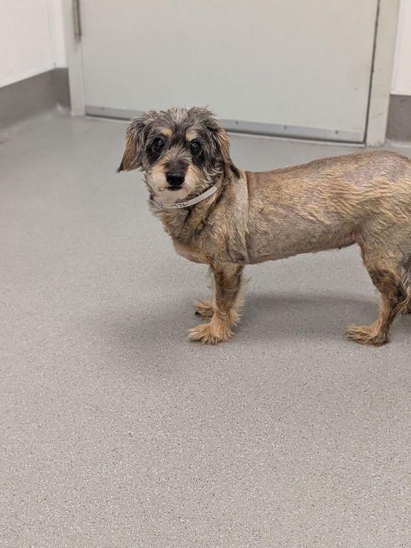 Enlarge Sputnik, a Adoptable mixed breed in Santa Rosa, CA image 1/1
