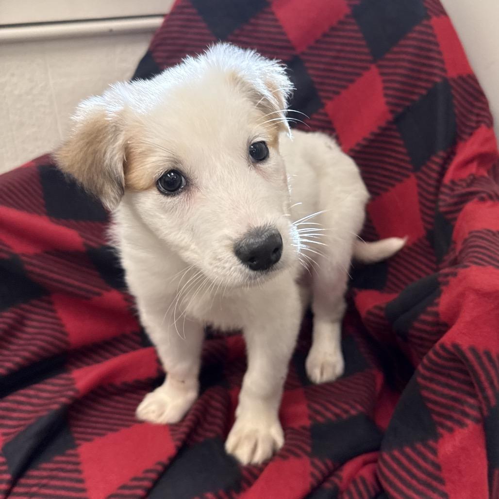 Enlarge Melody, a Adoptable mixed breed in Tulsa, OK image 1/1