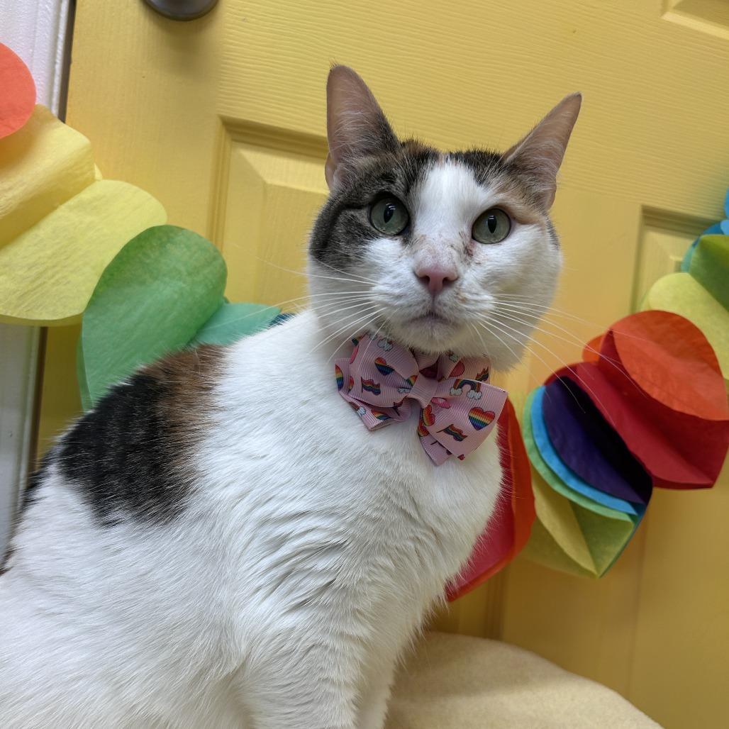 Daisy, a Adoptable Domestic Short Hair in Drumheller, AB image 1/4