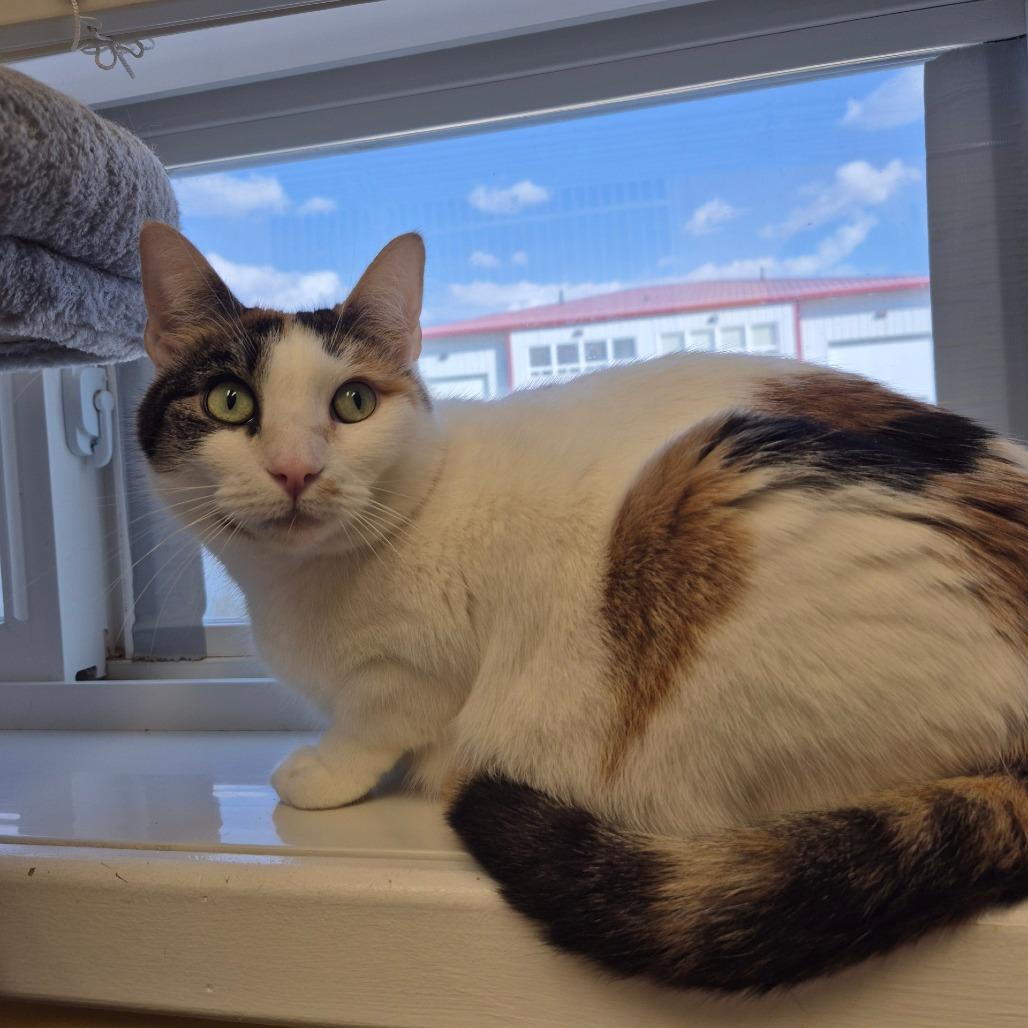 Daisy, a Adoptable Domestic Short Hair in Drumheller, AB image 3/3