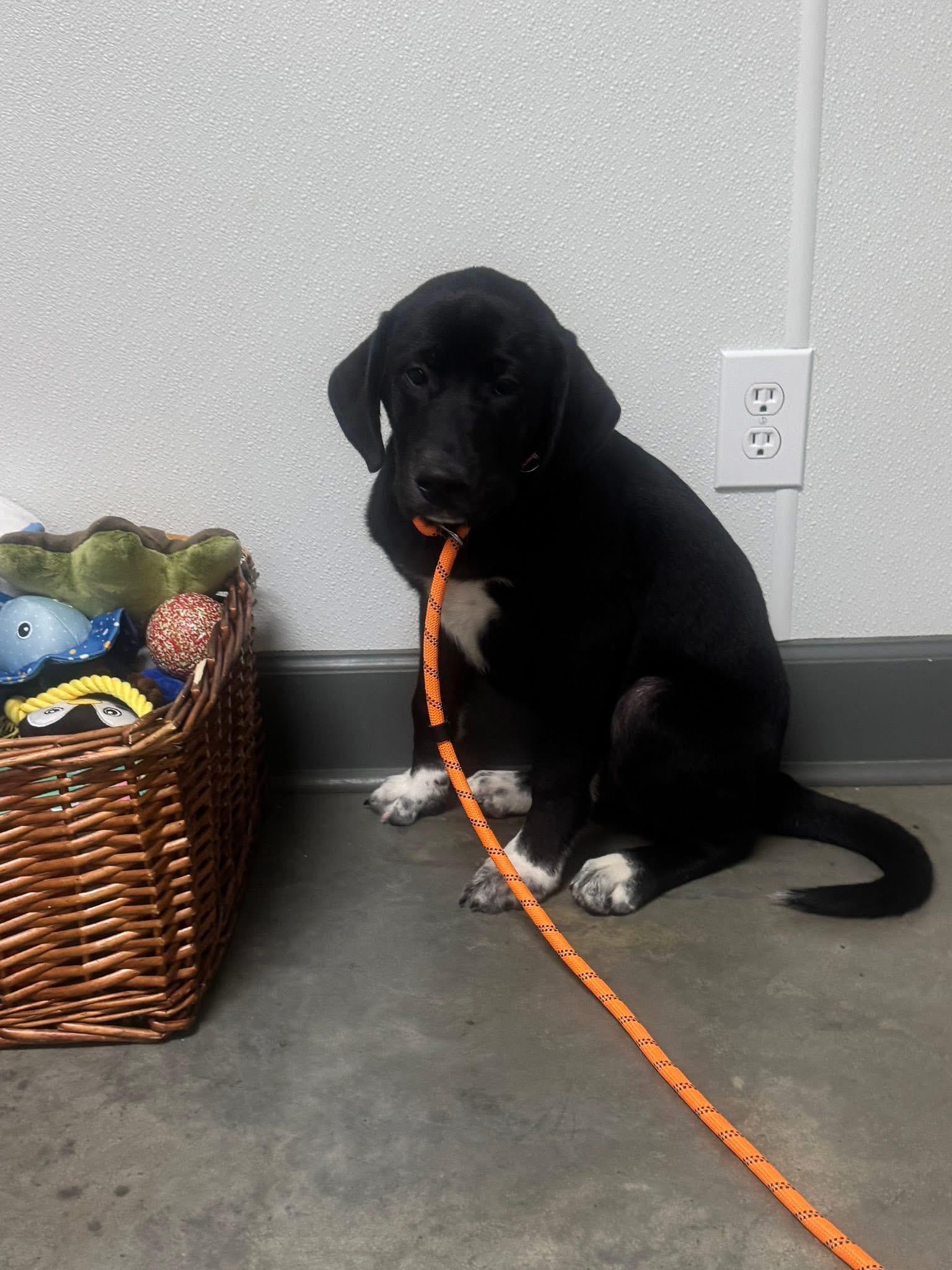 Foster Harry!, a ADOPTABLE mixed breed in Oswego, IL image 2/3