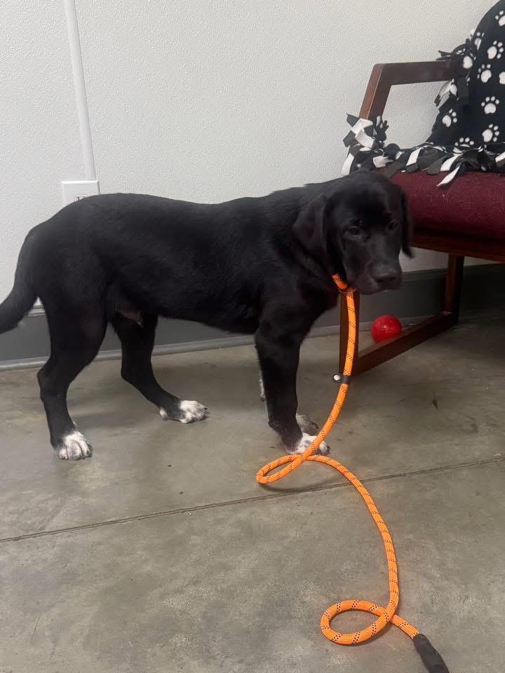 Foster Harry!, a ADOPTABLE mixed breed in Oswego, IL image 3/3