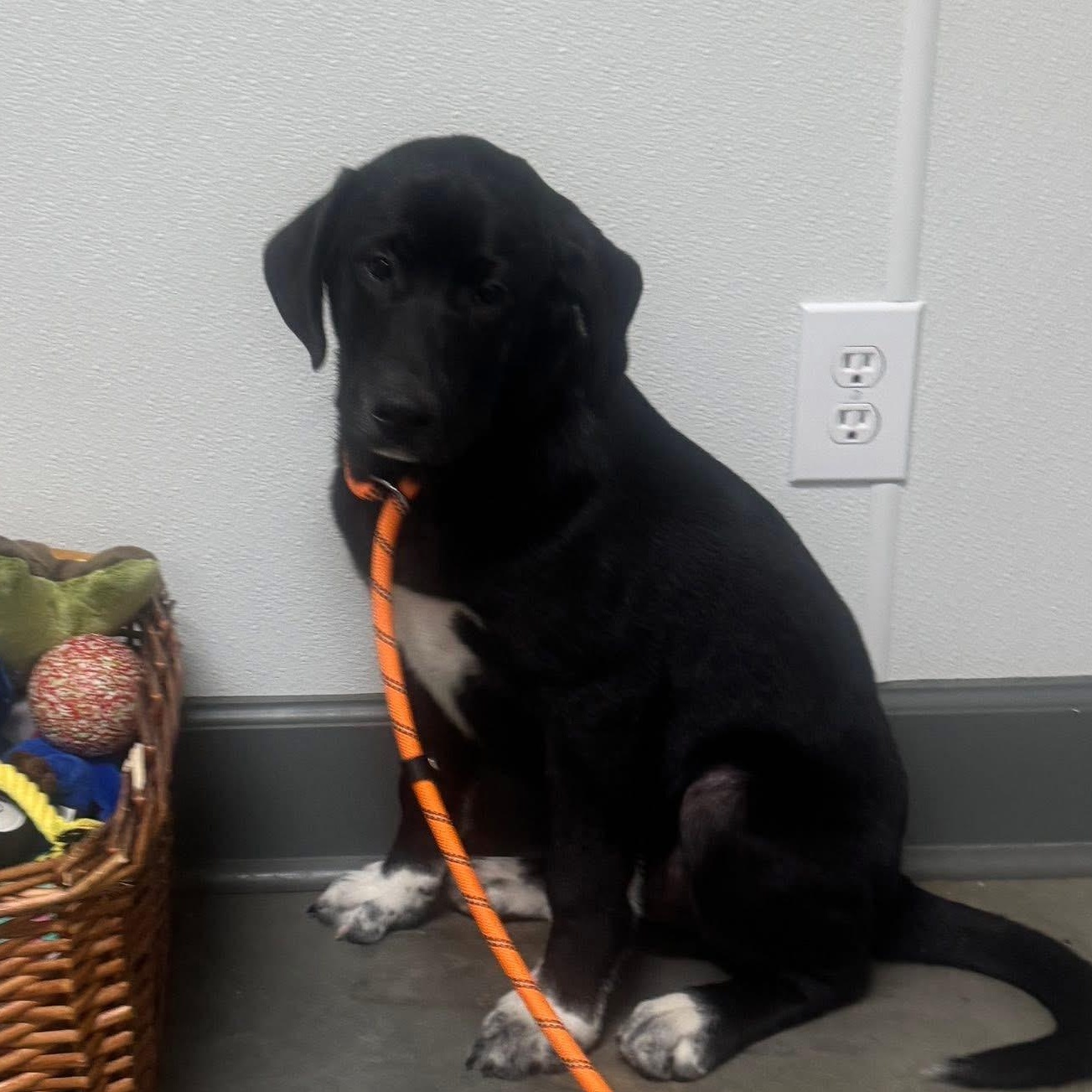 Foster Harry!, ADOPTABLE, Young Male Black Labrador Retriever.