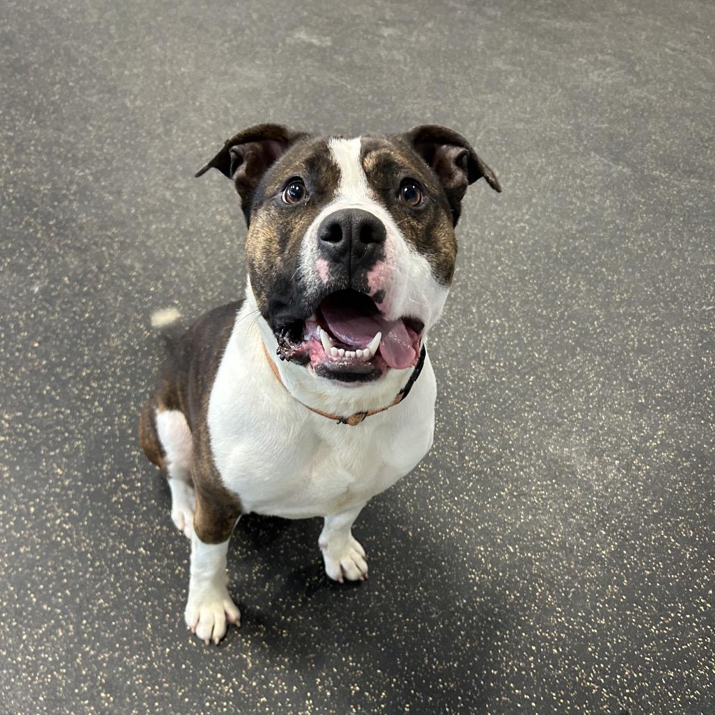 Blue- Adoption Fee 50% Sponsored!, Adoptable, Adult Male Terrier.