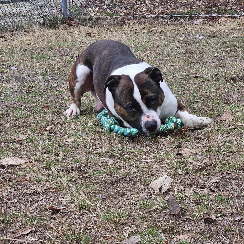 Enlarge Blue- Adoption Fee 50% Sponsored!, a Adoptable Terrier in Conway, NH image 2/6