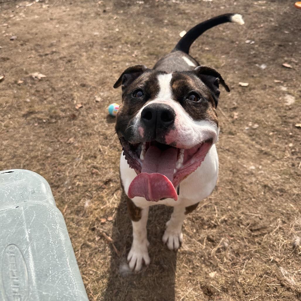 Enlarge Blue- Adoption Fee 50% Sponsored!, a Adoptable Terrier in Conway, NH image 3/6