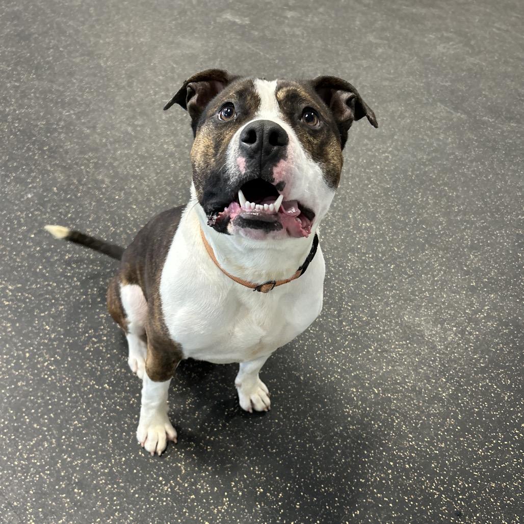 Enlarge Blue- Adoption Fee 50% Sponsored!, a Adoptable Terrier in Conway, NH image 4/6