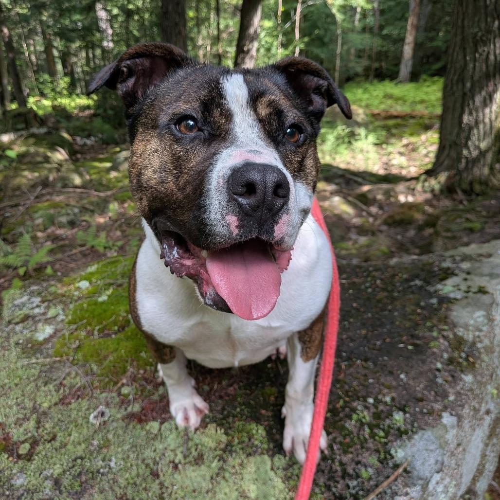 Enlarge Blue- Adoption Fee 50% Sponsored!, a Adoptable Terrier in Conway, NH image 5/6