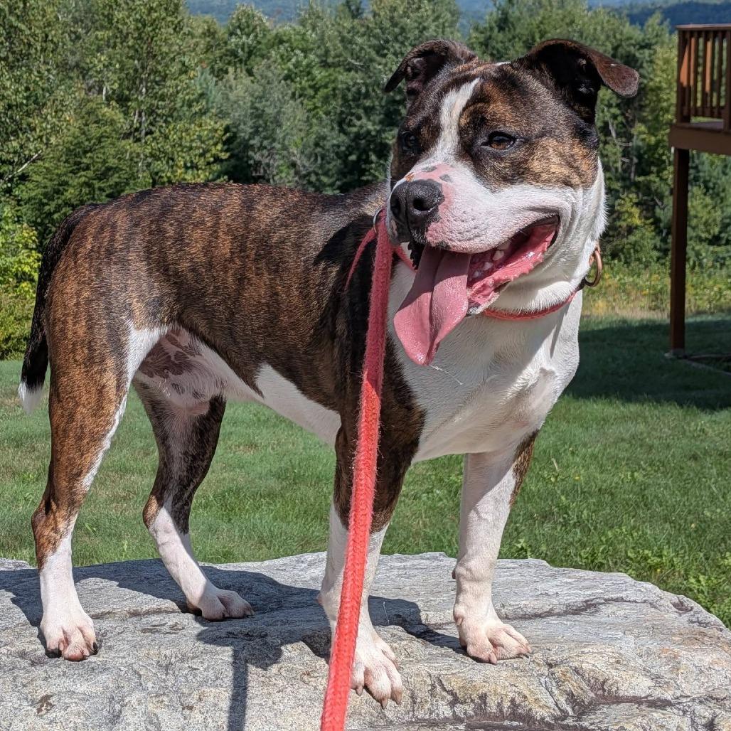 Enlarge Blue- Adoption Fee 50% Sponsored!, a Adoptable Terrier in Conway, NH image 5/6