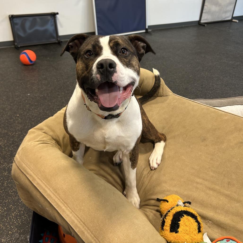 Enlarge Blue- Adoption Fee 50% Sponsored!, a Adoptable Terrier in Conway, NH image 6/6
