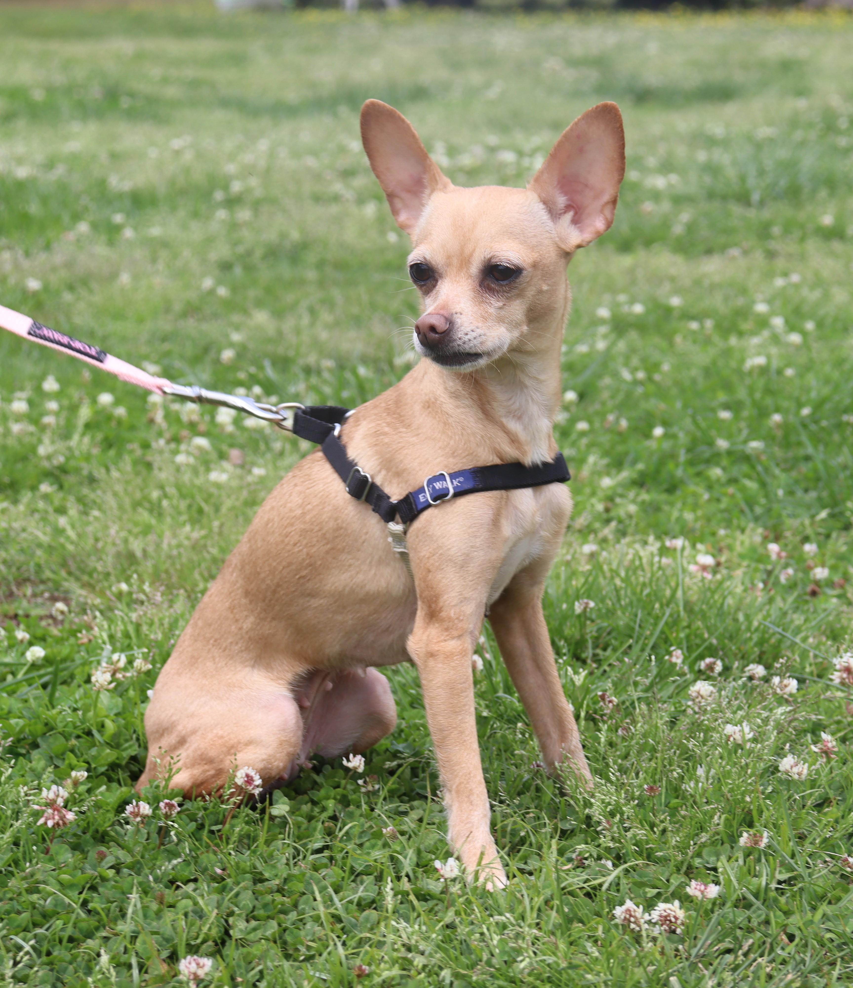 Enlarge Layla, a Adoptable Chihuahua in Suffern, NY image 4/5