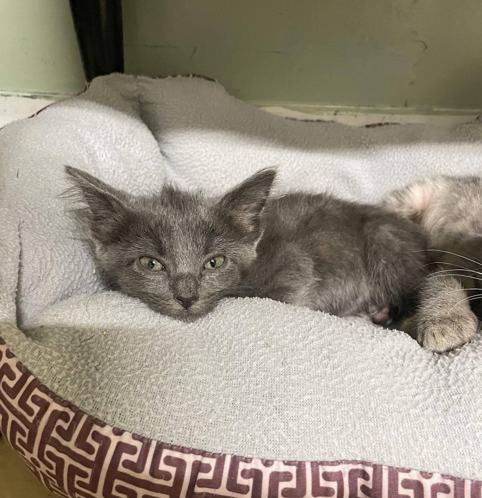 Ember, Adoptable, Kitten Male Domestic Short Hair.